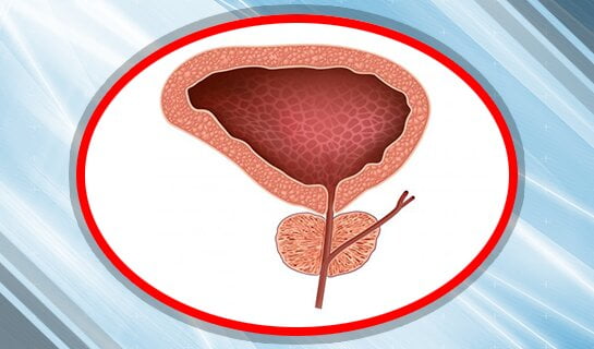 Prostate Gland: what Should You Know about It?